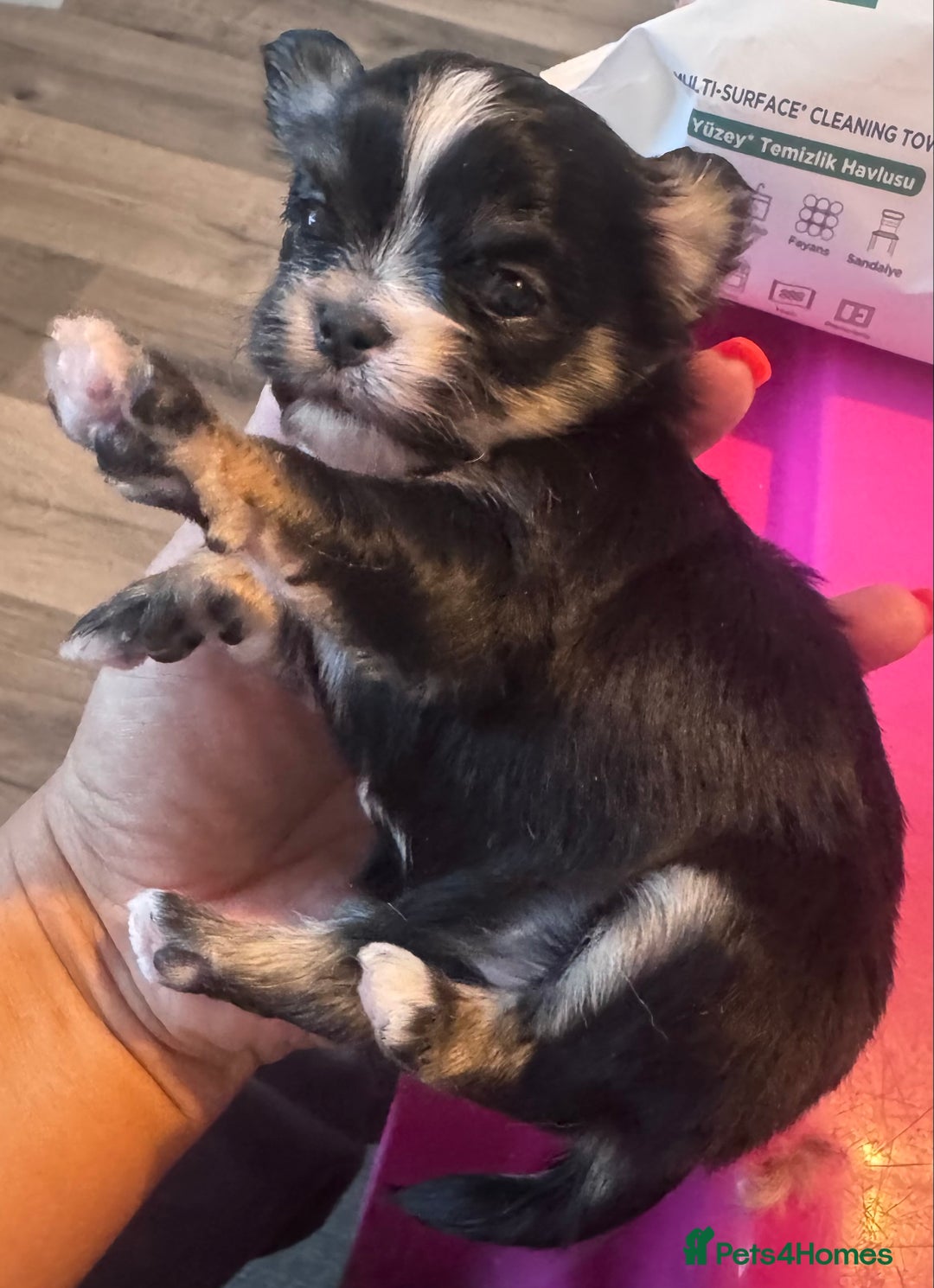 Mixed Breed dogs for sale: Tini Malchi puppies  - Image 16