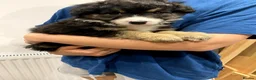 Mixed Breed dogs for sale: Adorable Bearded Collie X Border Collie puppies in Chesterfield - Advert 14