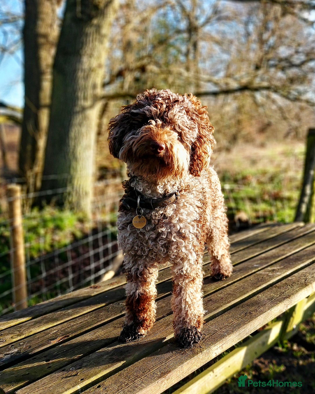 Miniature Poodle dogs for sale:  miniature poodle - Advert 7