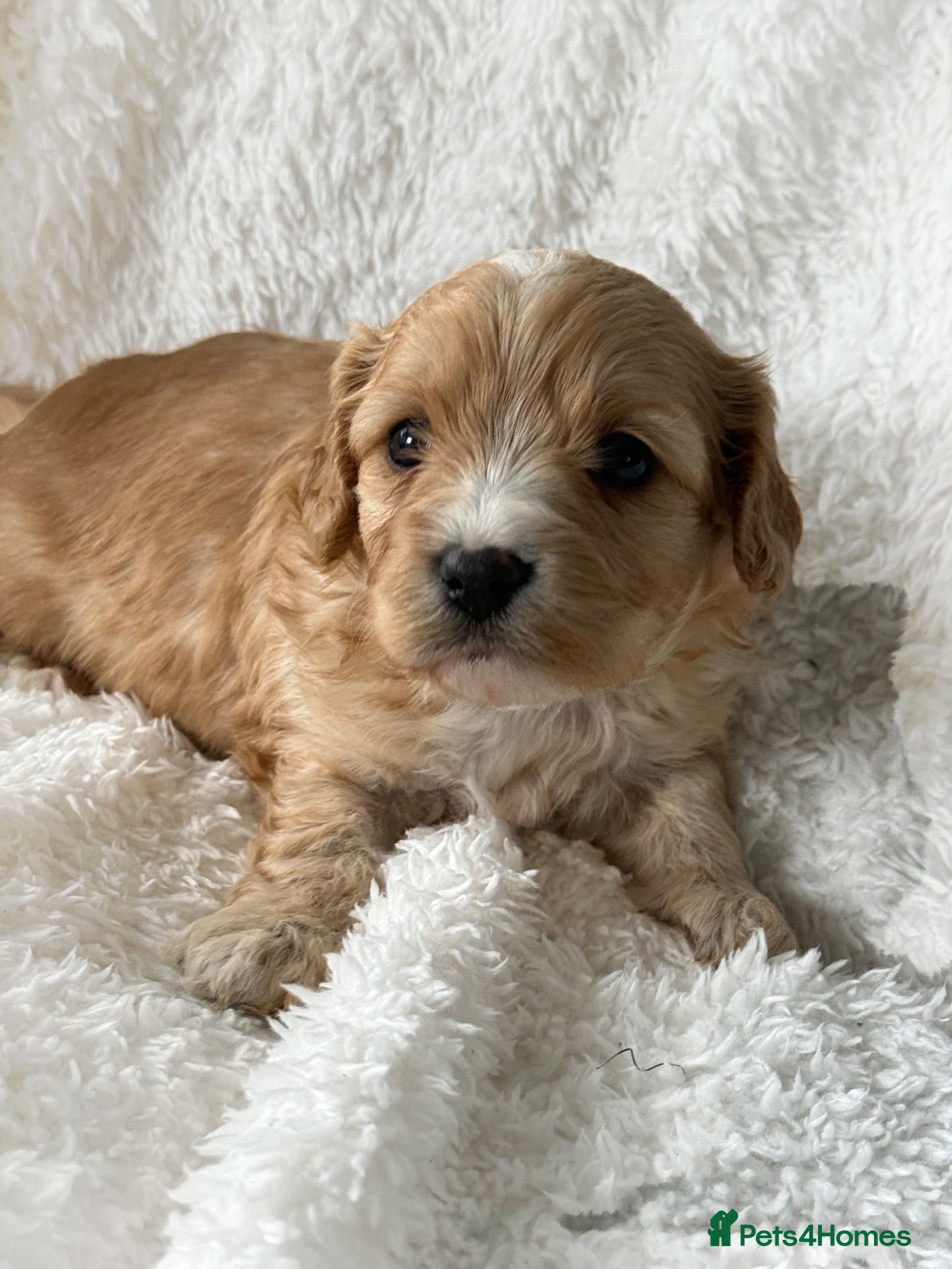 Cavachon dogs Gorgeous Boy Cavachon  - Advert 1