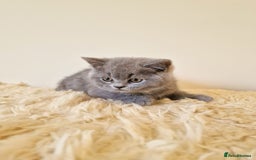 British Shorthair cats for sale: British Shorthair kittens  - Image 8