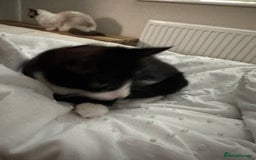 Mixed Breed cats for sale: Lovely 4 months kitten look for home foreve  - Image 5
