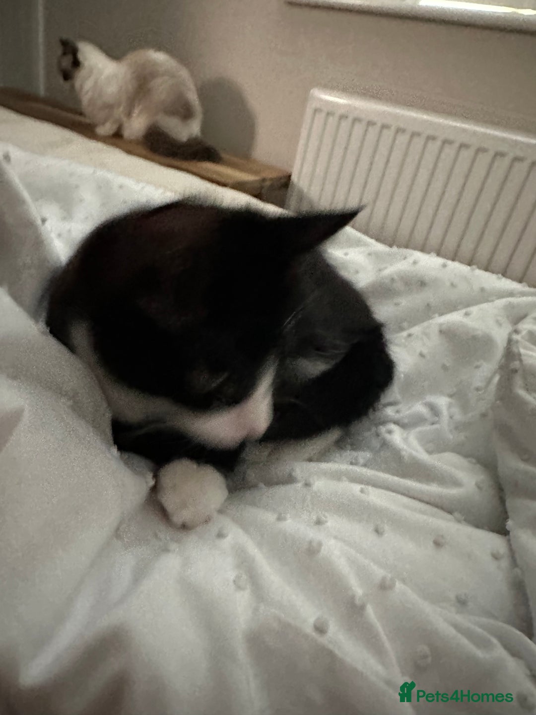 Mixed Breed cats for sale: Lovely 4 months kitten look for home foreve  - Image 5