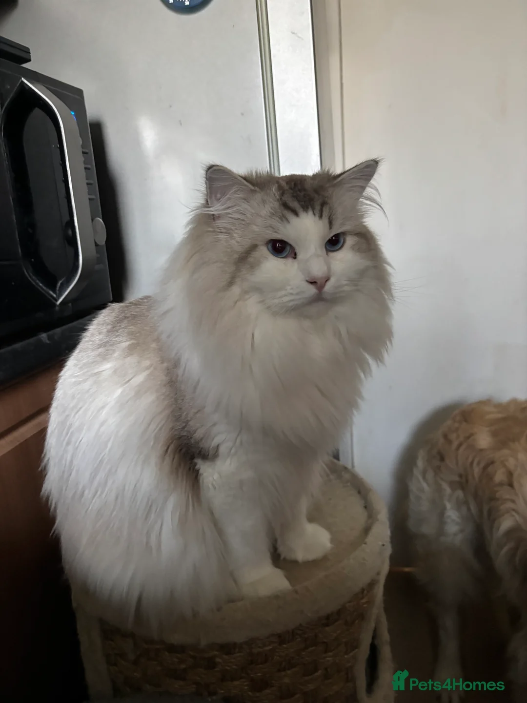 Ragdoll cats for sale: Proven Stud Stunning Ragdoll   RESERVED  - Advert 10