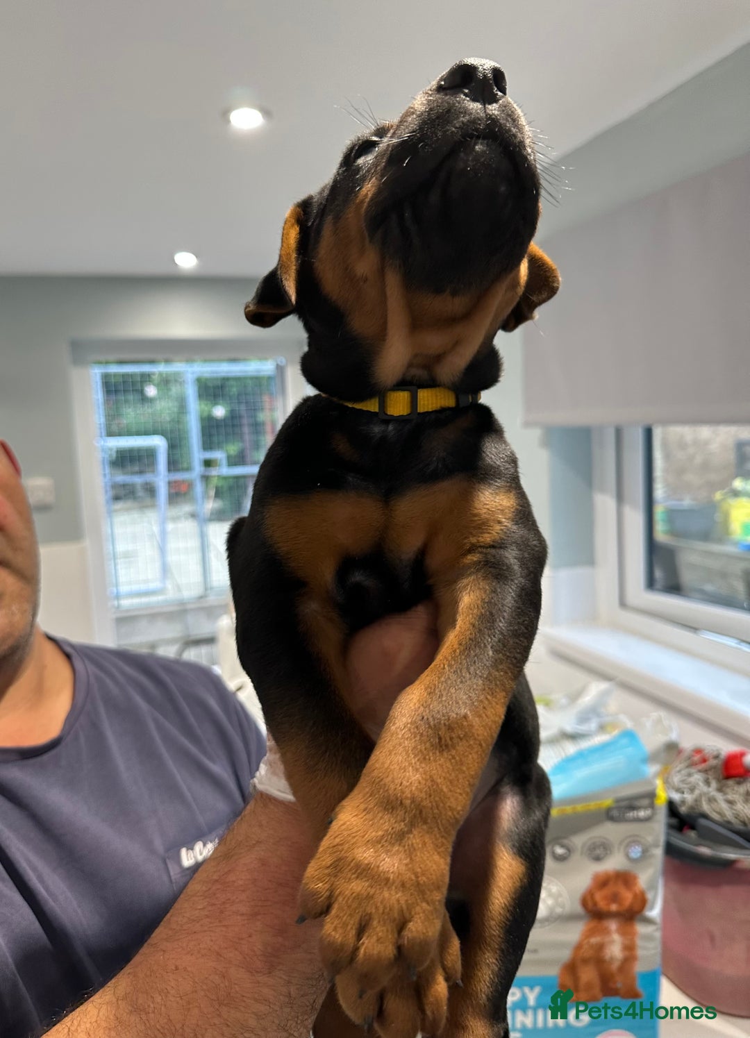 Mixed Breed dogs for sale: Pure breed Chinese red dog puppies/Laizhou Hong - Image 32