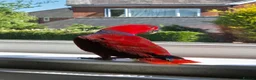 Parrots birds for sale: Eclectus parrot female 8 months old nearly in Preston - Advert 7