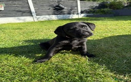 Labrador Retriever dogs for sale: KC Registered Lab pups ready for reserving - Image 5