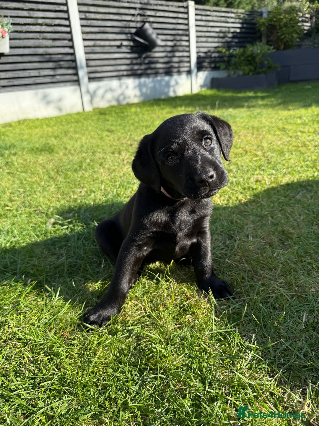 Labrador Retriever dogs for sale: KC Registered Lab pups ready for reserving - Image 5