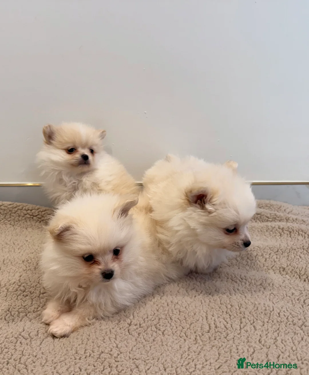 Pomeranian dogs for sale: 3 beautiful creamy/white Pomeranian puppies - Advert 5