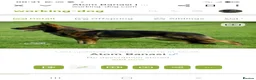 German Shepherd dogs for sale: Female working line DDR  - Advert 6