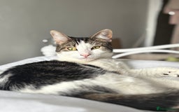 British Shorthair cats for sale: Both together  - Image 10