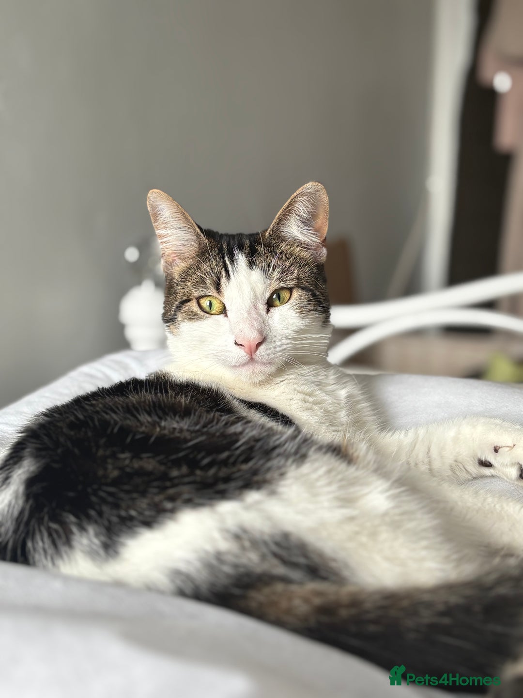 British Shorthair cats for sale: Both together  - Image 10