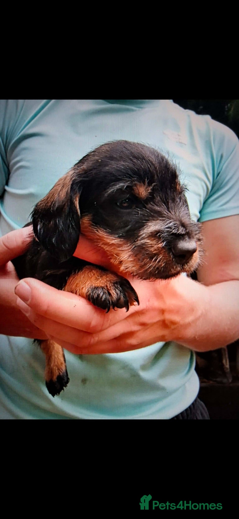 Dachshund dogs Wire haired dachshund puppies  - Advert 16