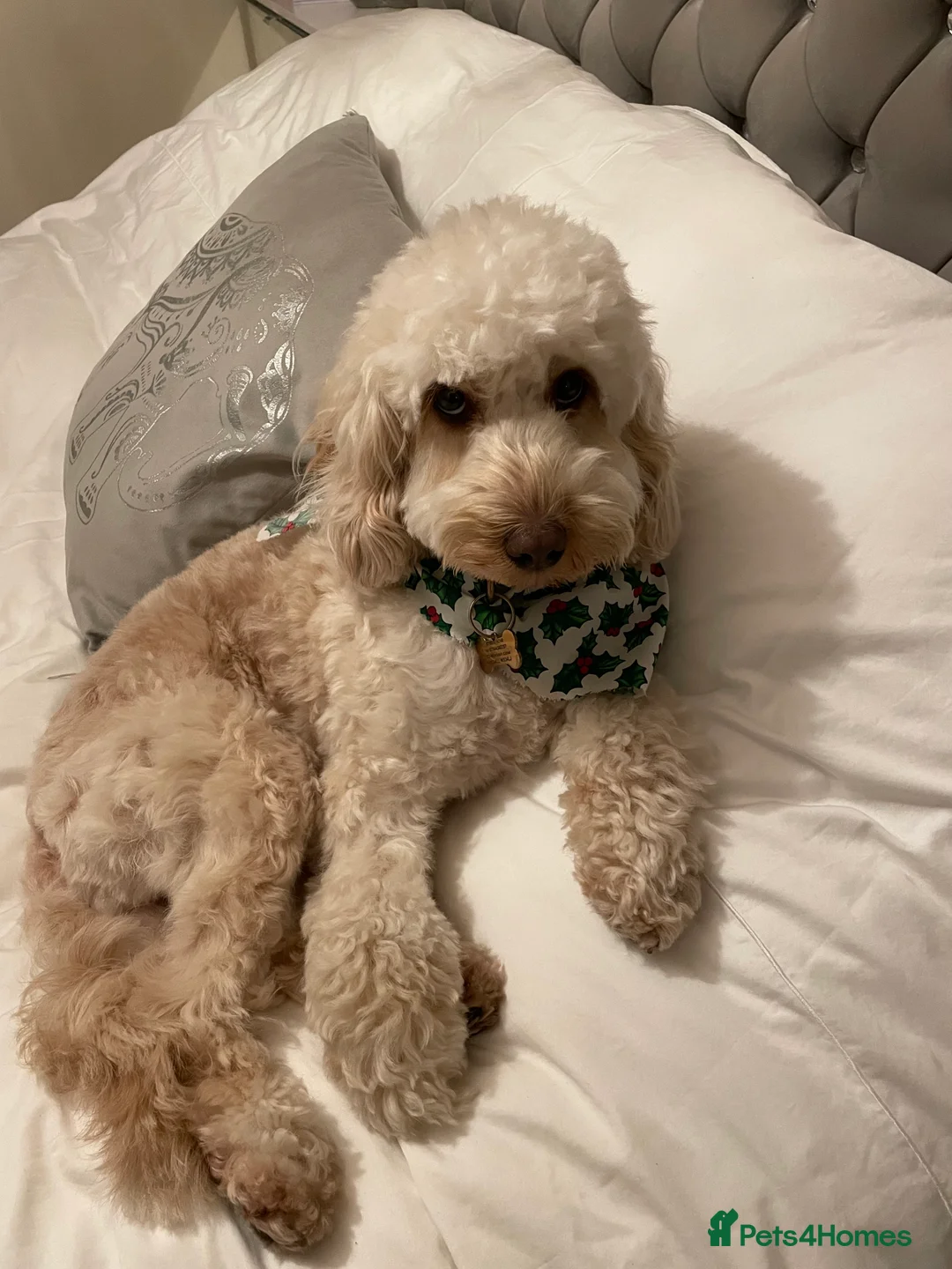 Cockapoo dogs for sale: Sweetest pet - Advert 8