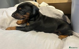 Dobermann dogs for sale: European Dobermans Ready in 2 weeks - Image 21