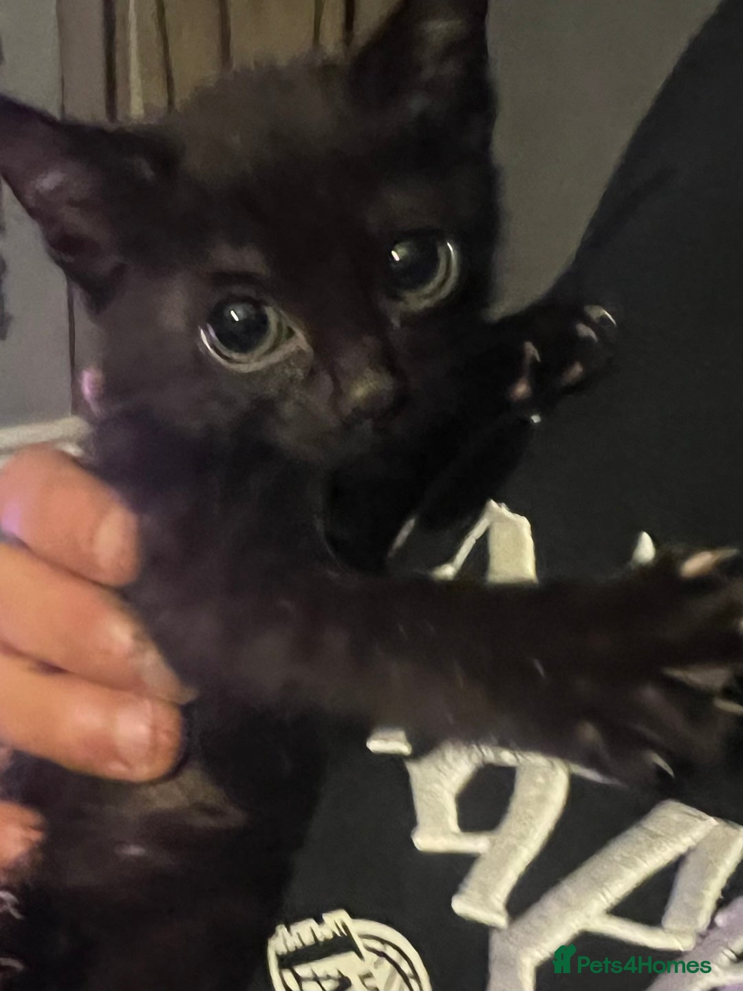 Mixed Breed cats for sale: Beautiful kittens  - Image 1