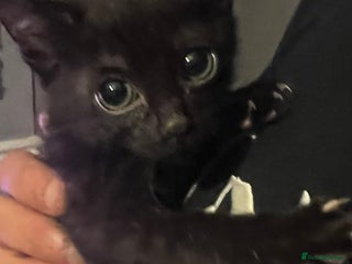 Mixed Breed cats - Advert 21