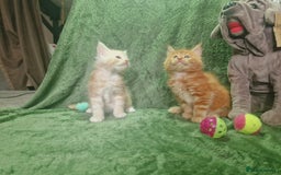 Maine Coon cats for sale: Planned summer babies looking for forever homes - Image 12