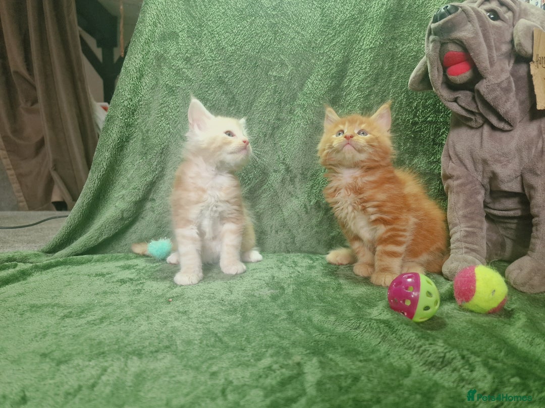 Maine Coon cats for sale: Planned summer babies looking for forever homes - Image 12