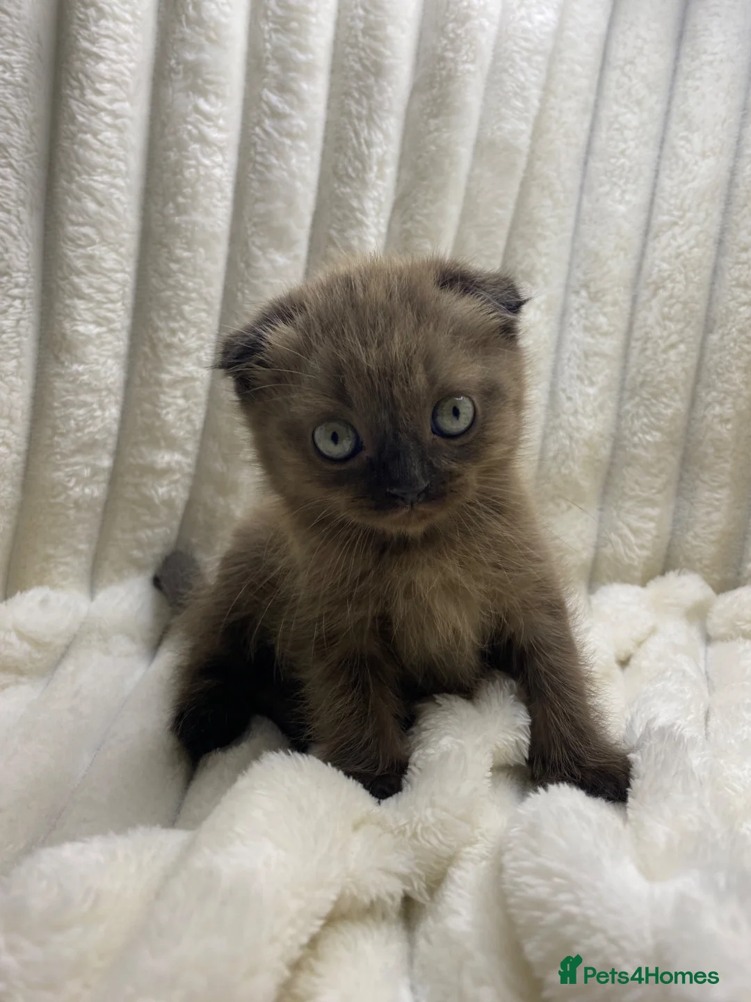 Mixed Breed cats for sale: ❤️BSH X SCOTTISH FOLD❤️ RARE CHOCOLATE COLOUR in London - Advert 2