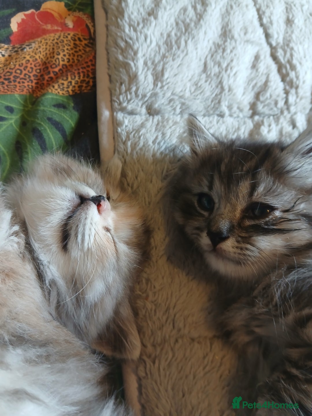 Mixed Breed cats for sale: British long hair cross Ragdoll  - Image 15