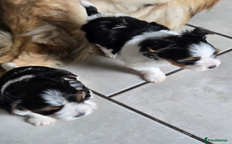 Mixed Breed dogs - Advert 1