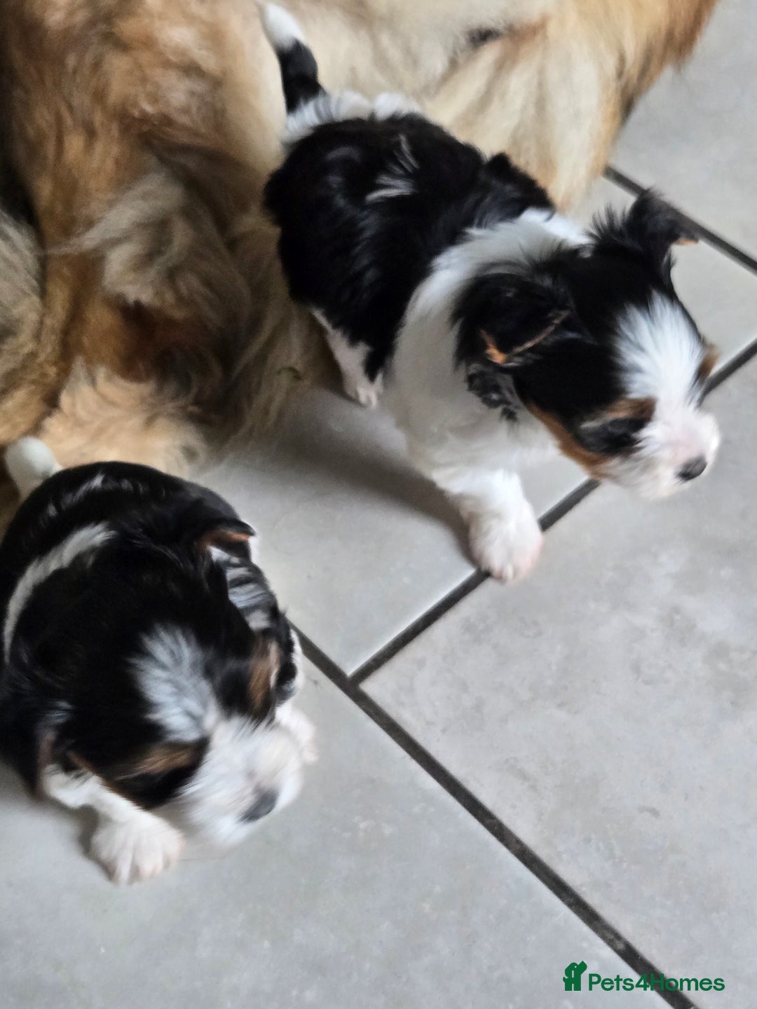 Mixed Breed dogs for sale: Biewer terriers pups - Image 1