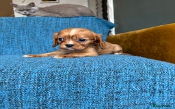 Cavalier King Charles Spaniel dogs for sale: 3 male 1 female cavalier King Charles pups - Image 7