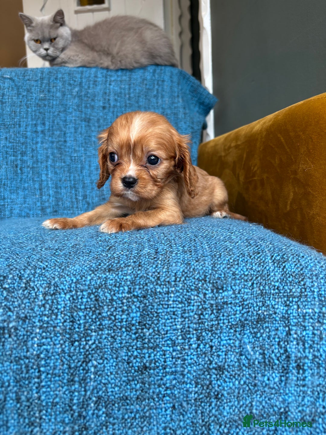Cavalier King Charles Spaniel dogs for sale: 3 male 1 female cavalier King Charles pups - Image 7