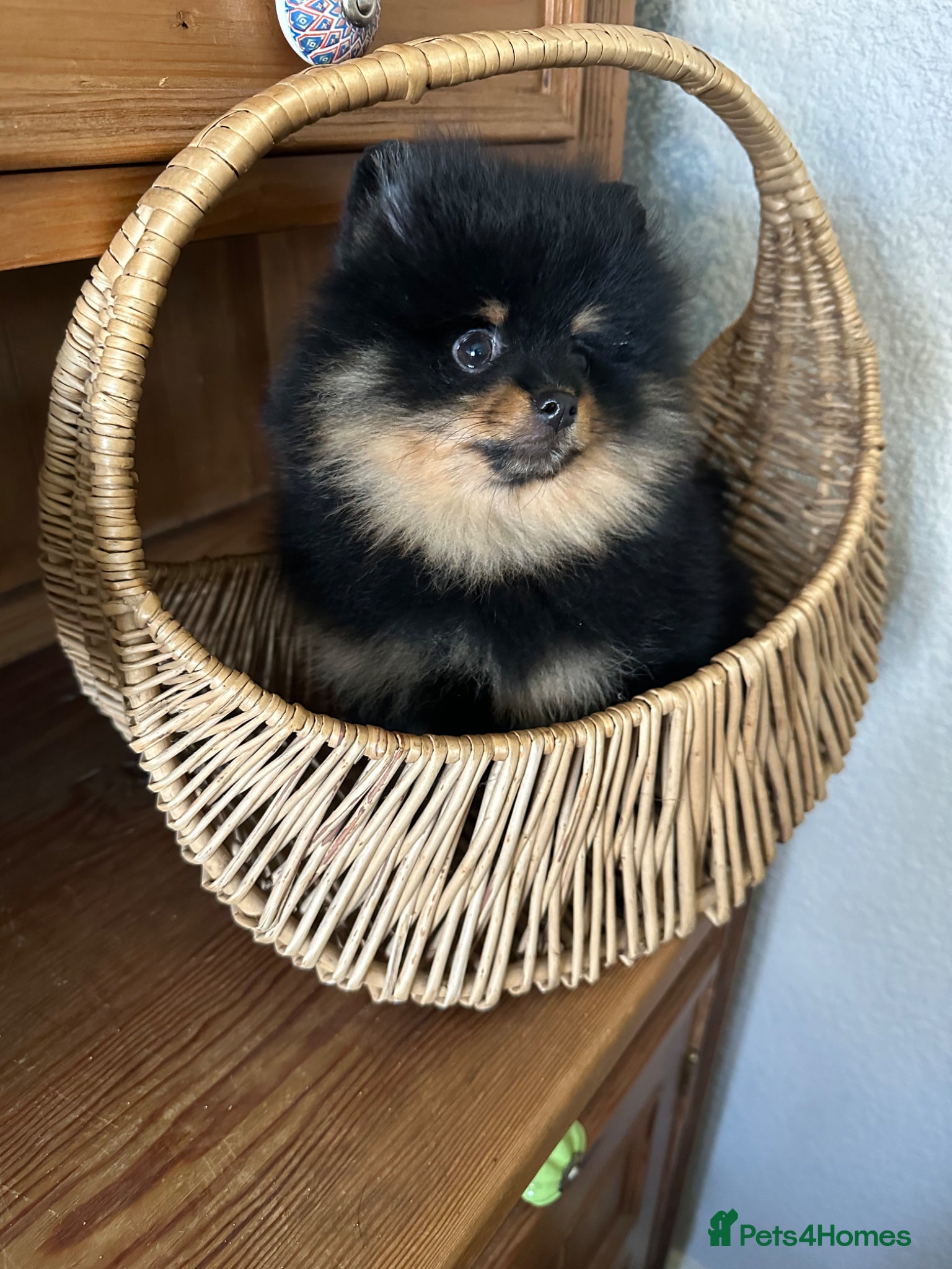 Pomeranian dogs KC Russian/Taiwan Pomeranian puppies - Advert 3