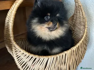 Pomeranian dogs KC Russian/Taiwan Pomeranian puppies - Advert 3