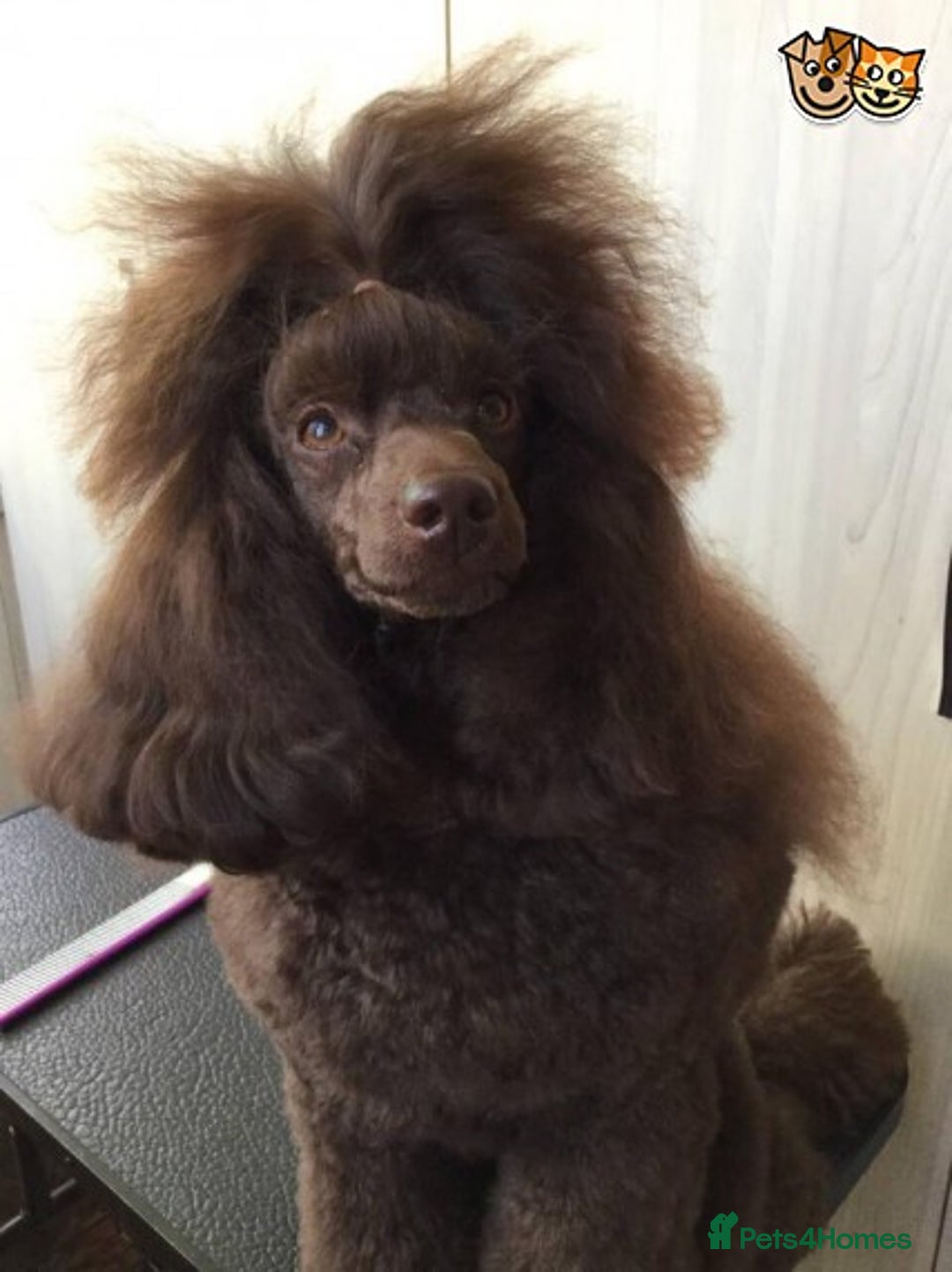 Miniature Poodle dogs for stud: Show Champion, Brown, Miniature Poodle Stud in Bristol - Advert 6