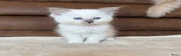 Ragdoll cats for sale: GCCF PEDIGREE RAGDOLL KITTENS - Advert 2