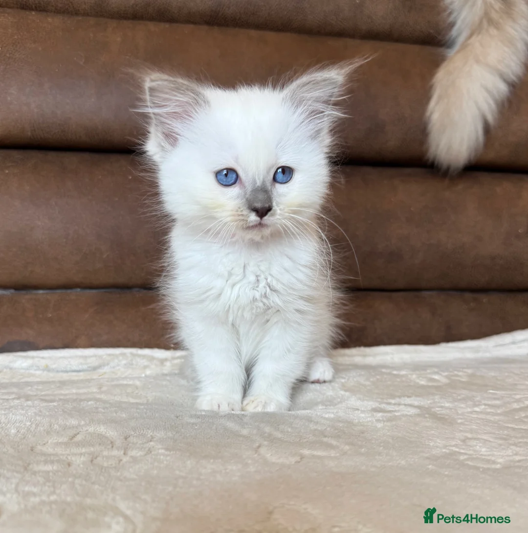 Ragdoll cats for sale: GCCF PEDIGREE RAGDOLL KITTENS - Advert 2