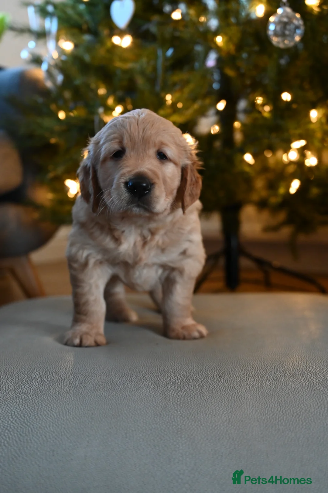 Golden Retriever dogs for sale: Golden Retriever pups for sale - Advert 29