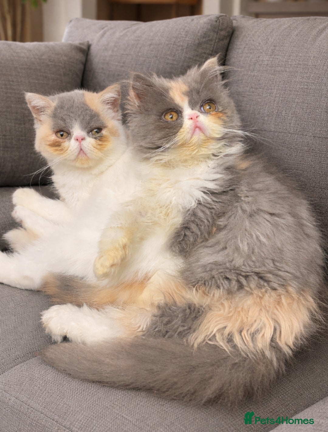 Exotic cats for sale: 💗 TWO SISTERS LOOKING FOR A FOREVER HOME  - Advert 3