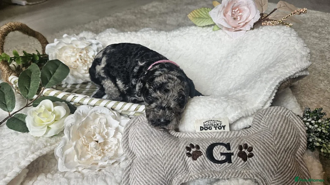 Cockapoo dogs for sale: Beautiful F1B blue merle miniature poodle  - Advert 2