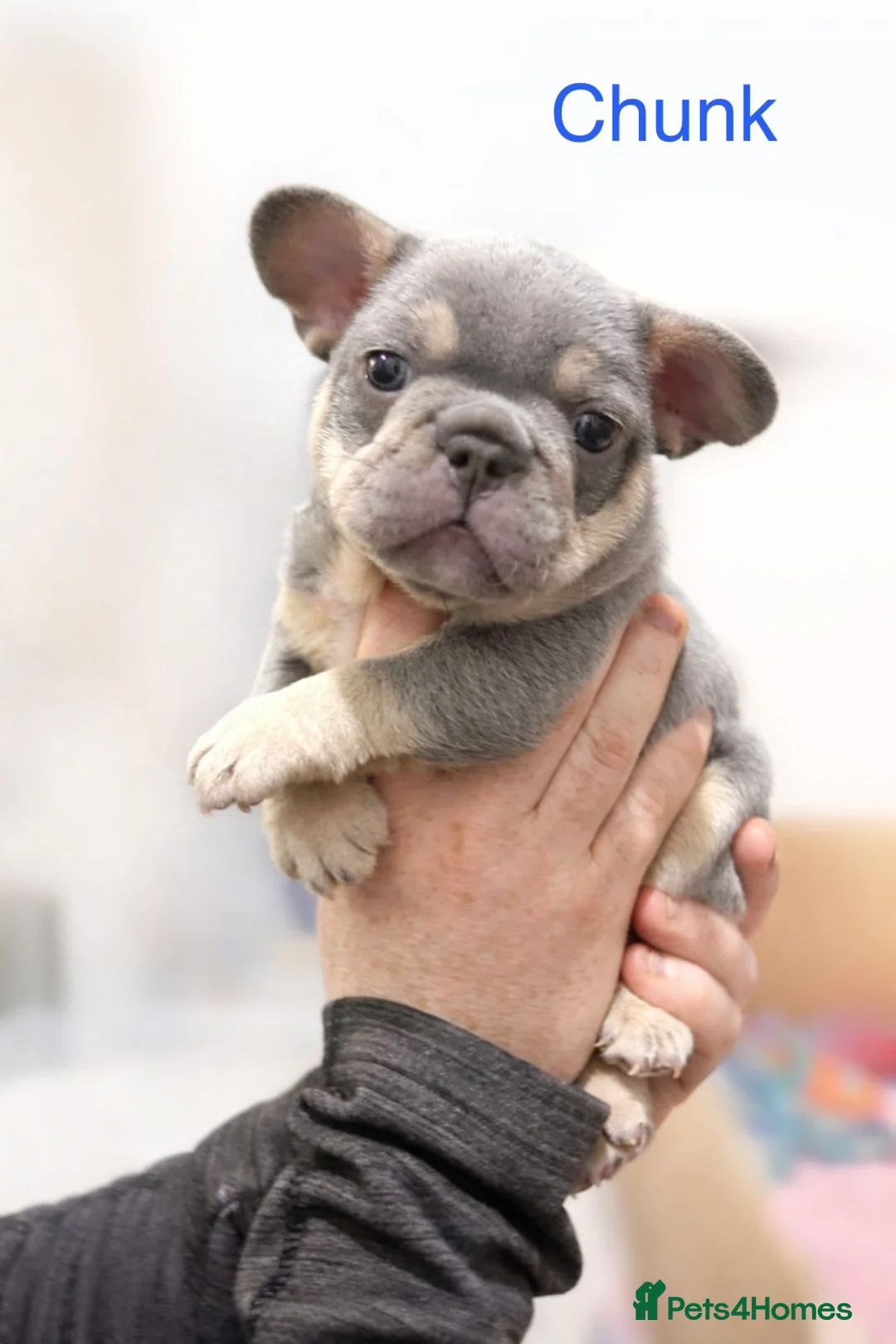 French Bulldog dogs for sale: French bulldog puppies - Advert 2