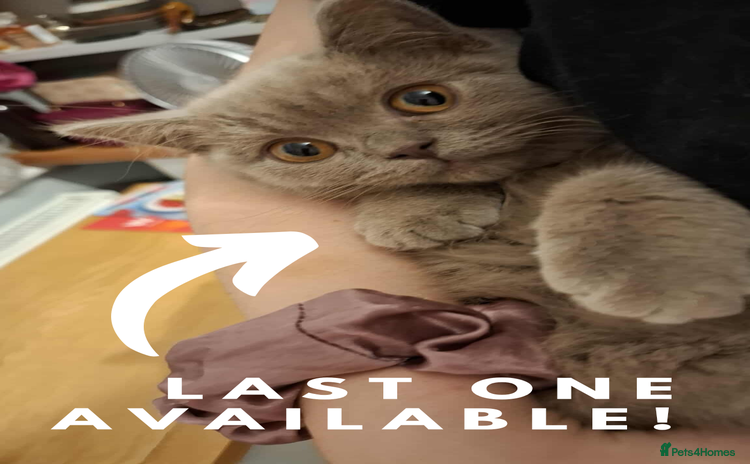 British Shorthair cats - Advert 9