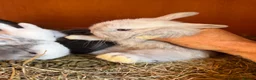 Mini Lop rabbits for sale: Stunning Vienna marked mini lops  - Advert 6