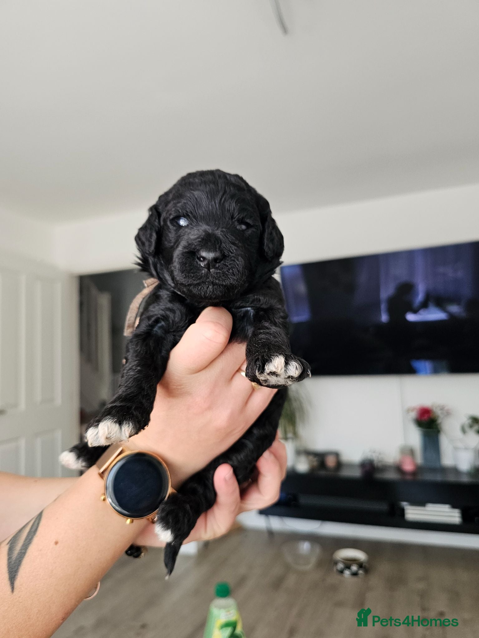 Standard Poodle dogs KC Standard Poodle Puppies !  - Advert 7