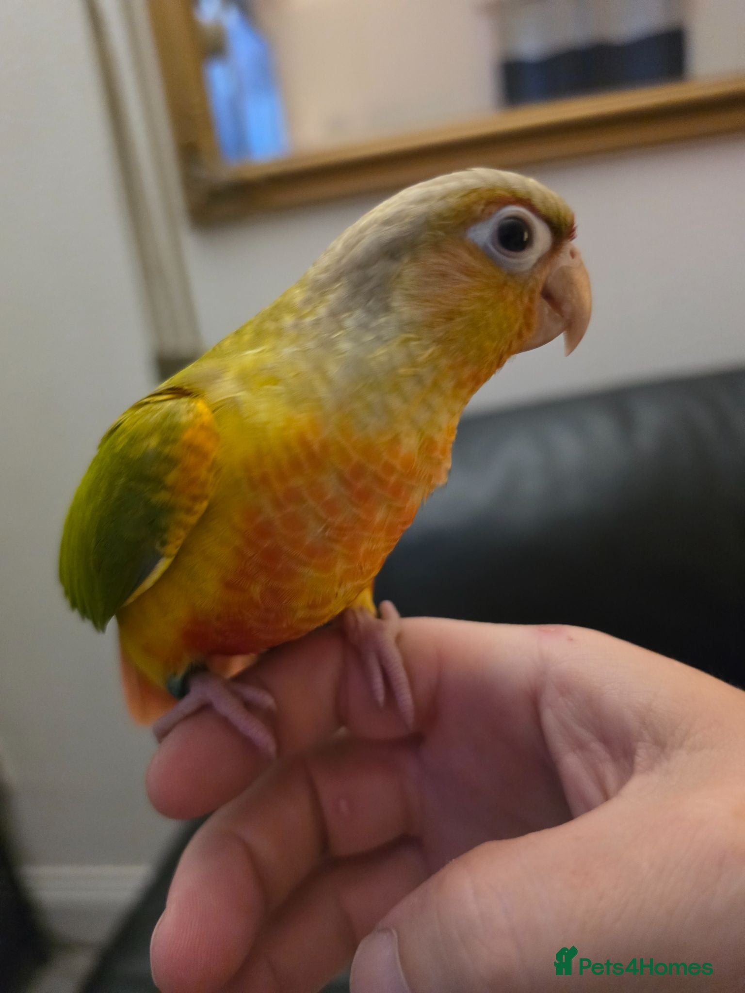 Conures birds Hand reared Conures LAST 1! - Advert 2
