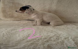 Mixed Breed dogs for sale: Sealyham x Jack Russell - Image 9