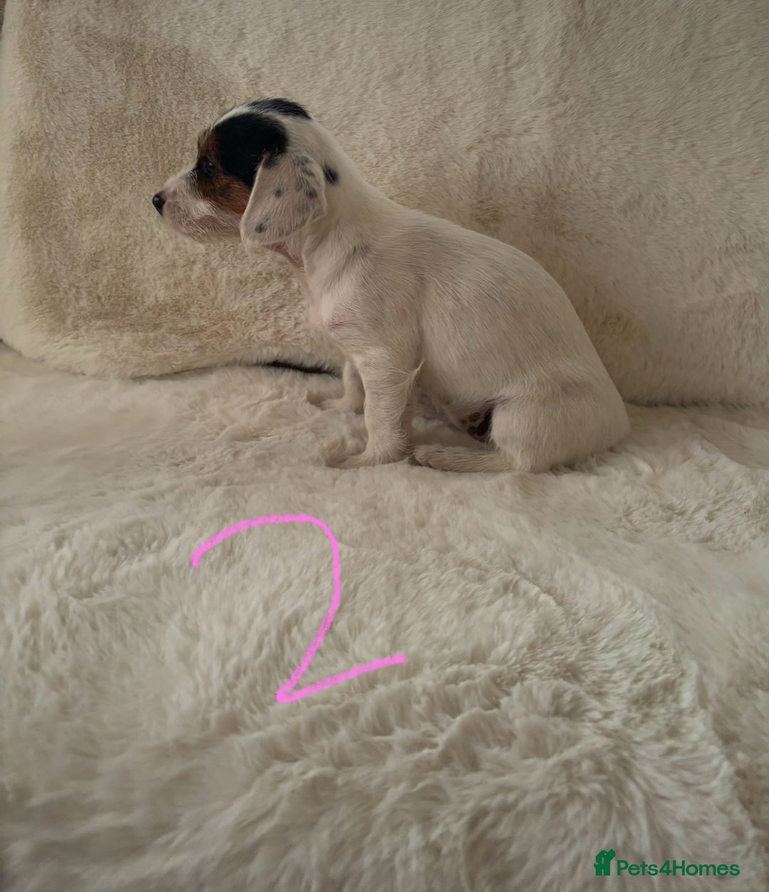 Mixed Breed dogs for sale: Sealyham x Jack Russell - Image 9