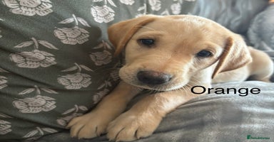 Labrador Retriever dogs in Bacup - Advert 4