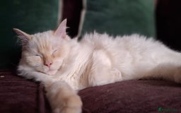 Ragdoll cats for sale: Flame point male ragdoll, Ozzy, aged 1 year - Image 3