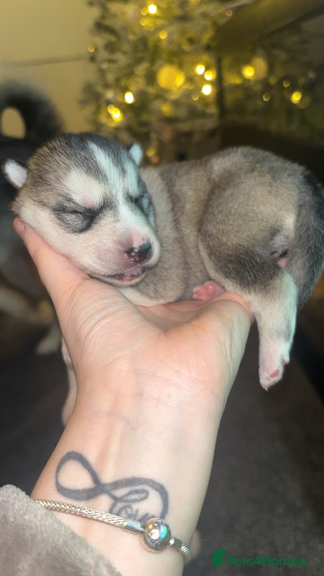 Siberian Husky dogs for sale: 6 Beautiful Siberian Husky’s ❤️ - Advert 24