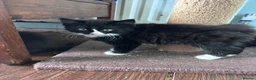 Mixed Breed cats for sale: Seven beautiful kittens  - Advert 3