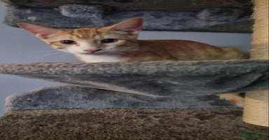 Sphynx cats - Advert 1