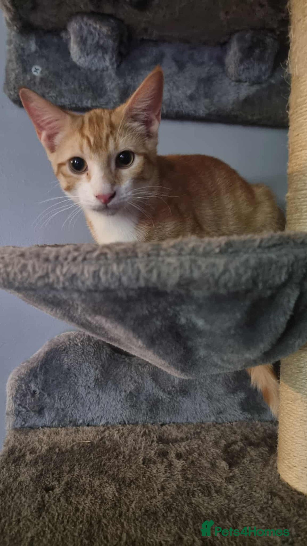Sphynx cats for sale: Sphynx mix - Image 2